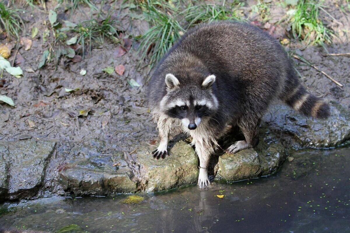 Impact of Habitat on Paw Usage