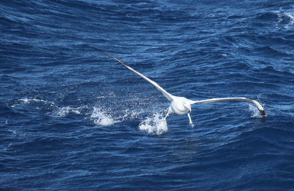 Wandering Albatross