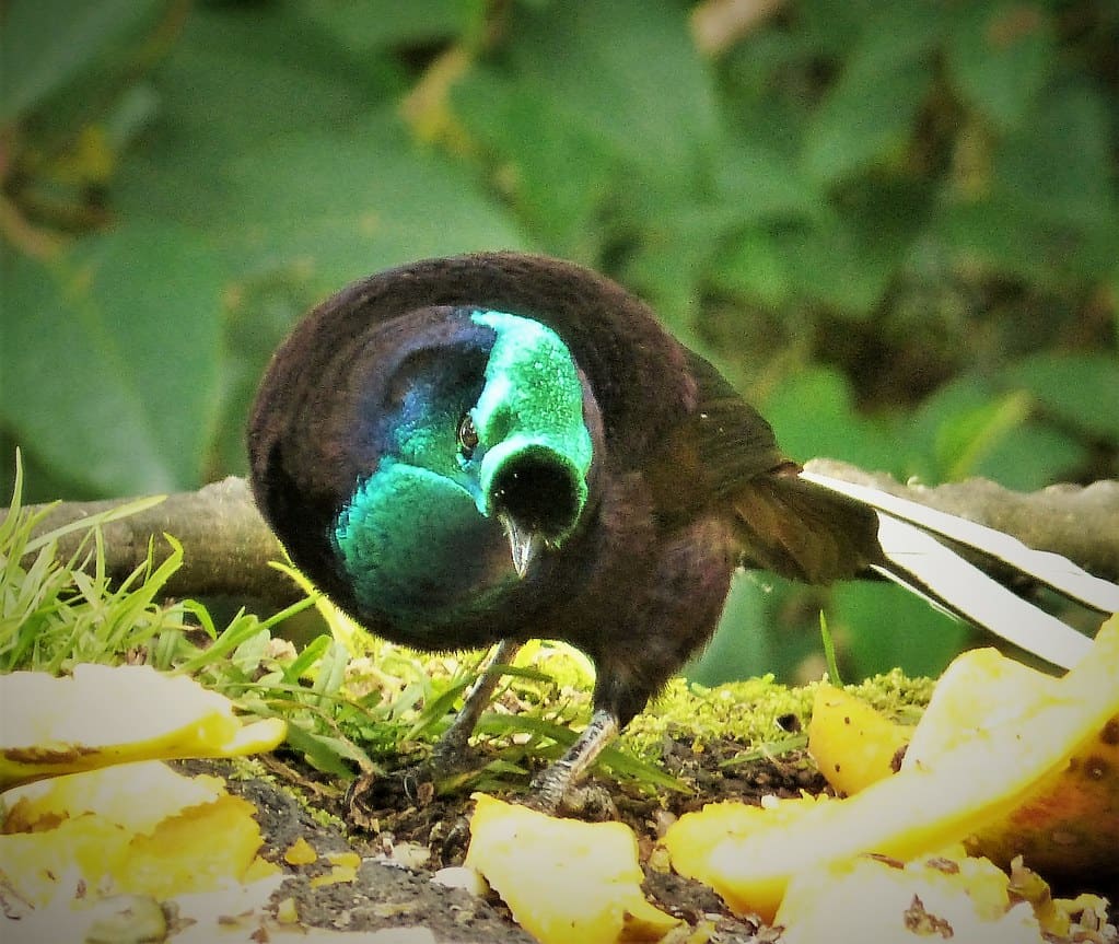 Ribbon-tailed Astrapia