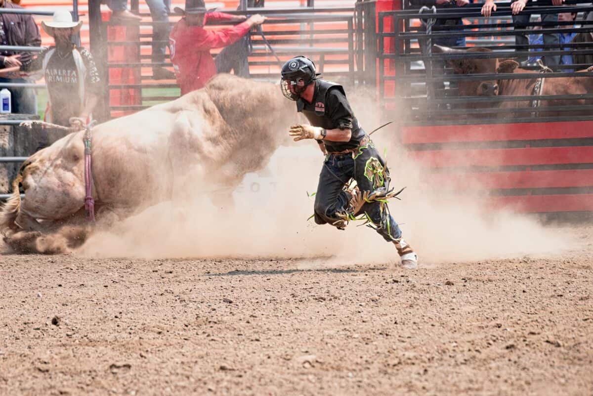 Exciting bull riding scene with cowboy in rodeo arena, showcasing skill and adrenaline.