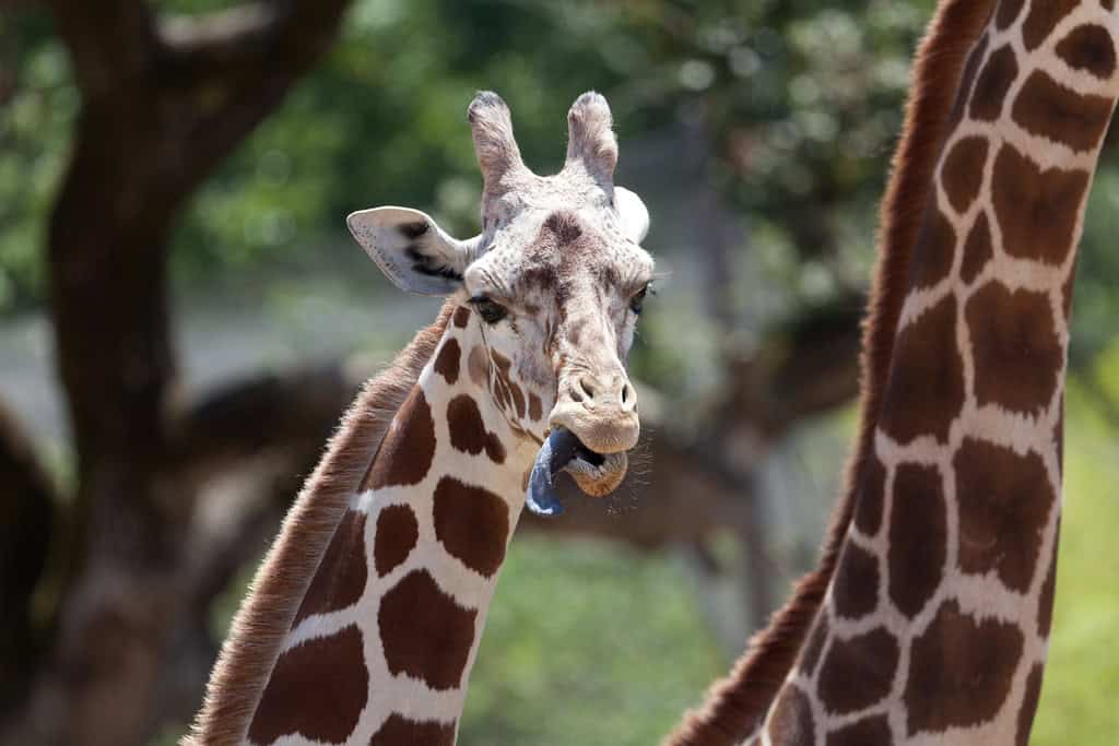 Giraffe tongue