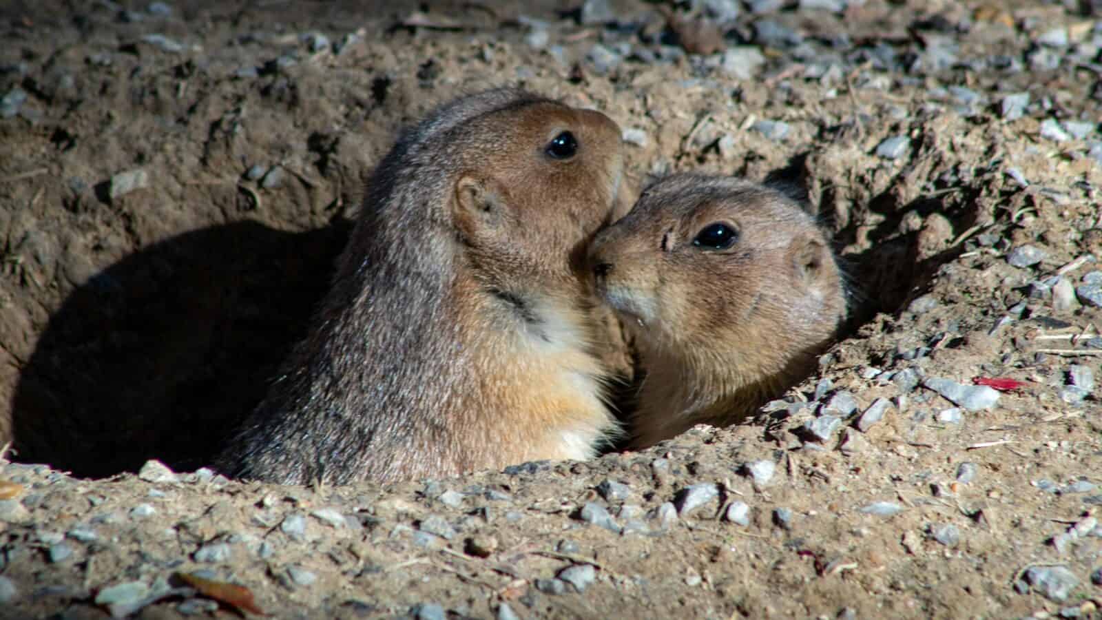 two brown animals