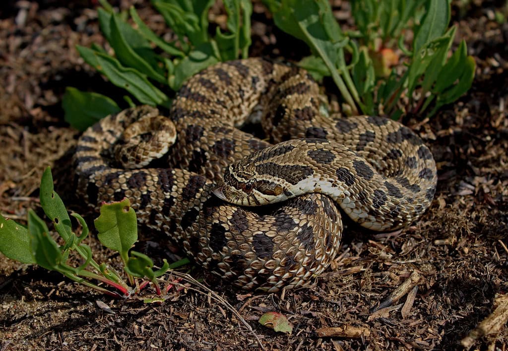 Hognose snake