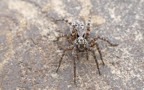 Arctic wolf spider