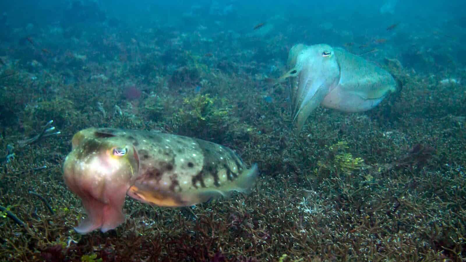 a large fish and a smaller fish in the water