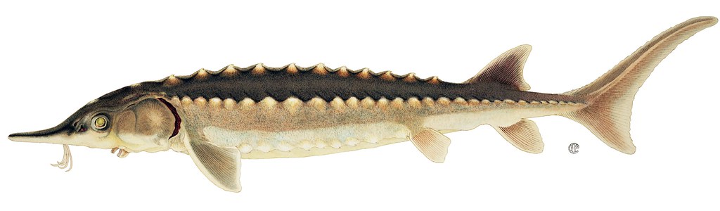 Atlantic sturgeon. Image via Openverse.