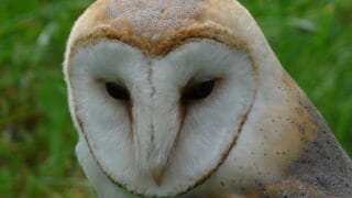 Barn owl