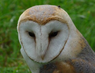 The Role of Owls in Native American Spiritual Traditions