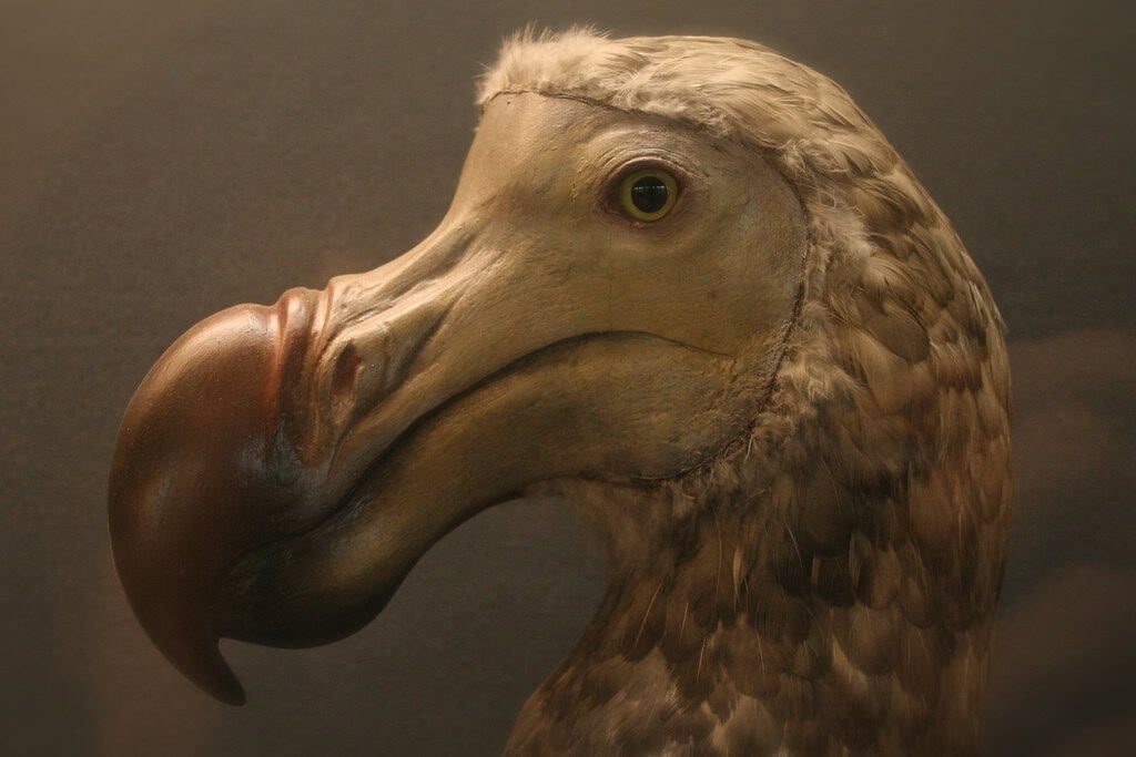 Dodo bird