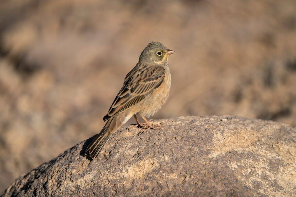 A small bird sitting on top of a rock