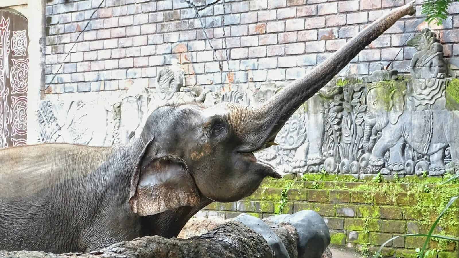gray elephant near wall