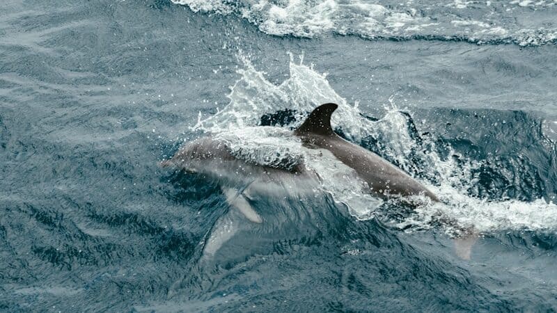 A couple of dolphins swimming in the ocean