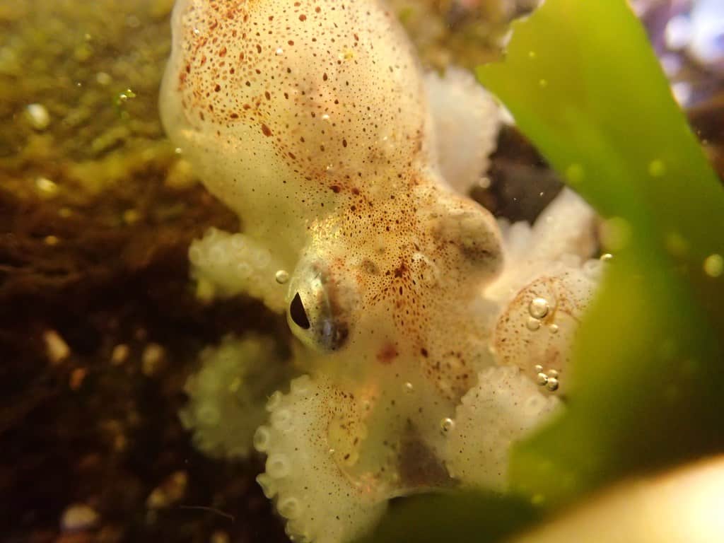 Baby Octopus