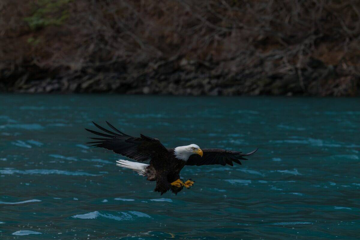 Bald eagle in flight over water.