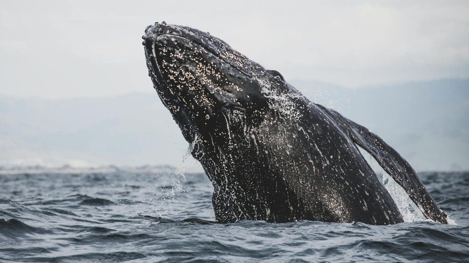 A stunning capture of a humpback whale breaching in the ocean, showcasing marine wildlife.
