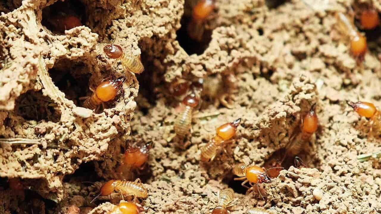termites, nature, food, insect, small, termites, termites, termites, termites, termites