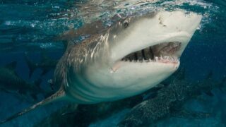 Lemon shark