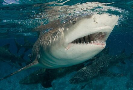 10 Sharks You’d Never Expect to Be This Deadly