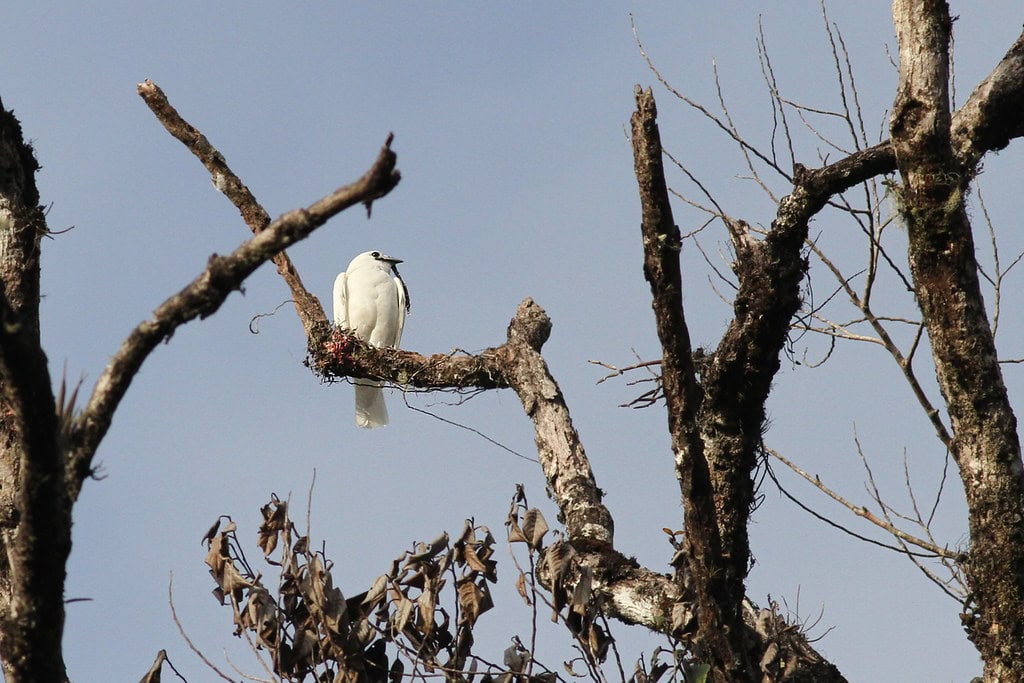 white bellbird