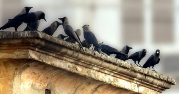 Brain Power in the Wild: Problem Solving in Nature