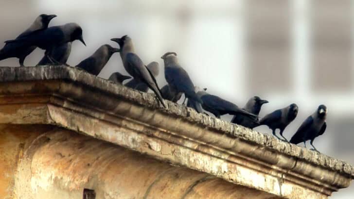 Brain Power in the Wild: Problem Solving in Nature