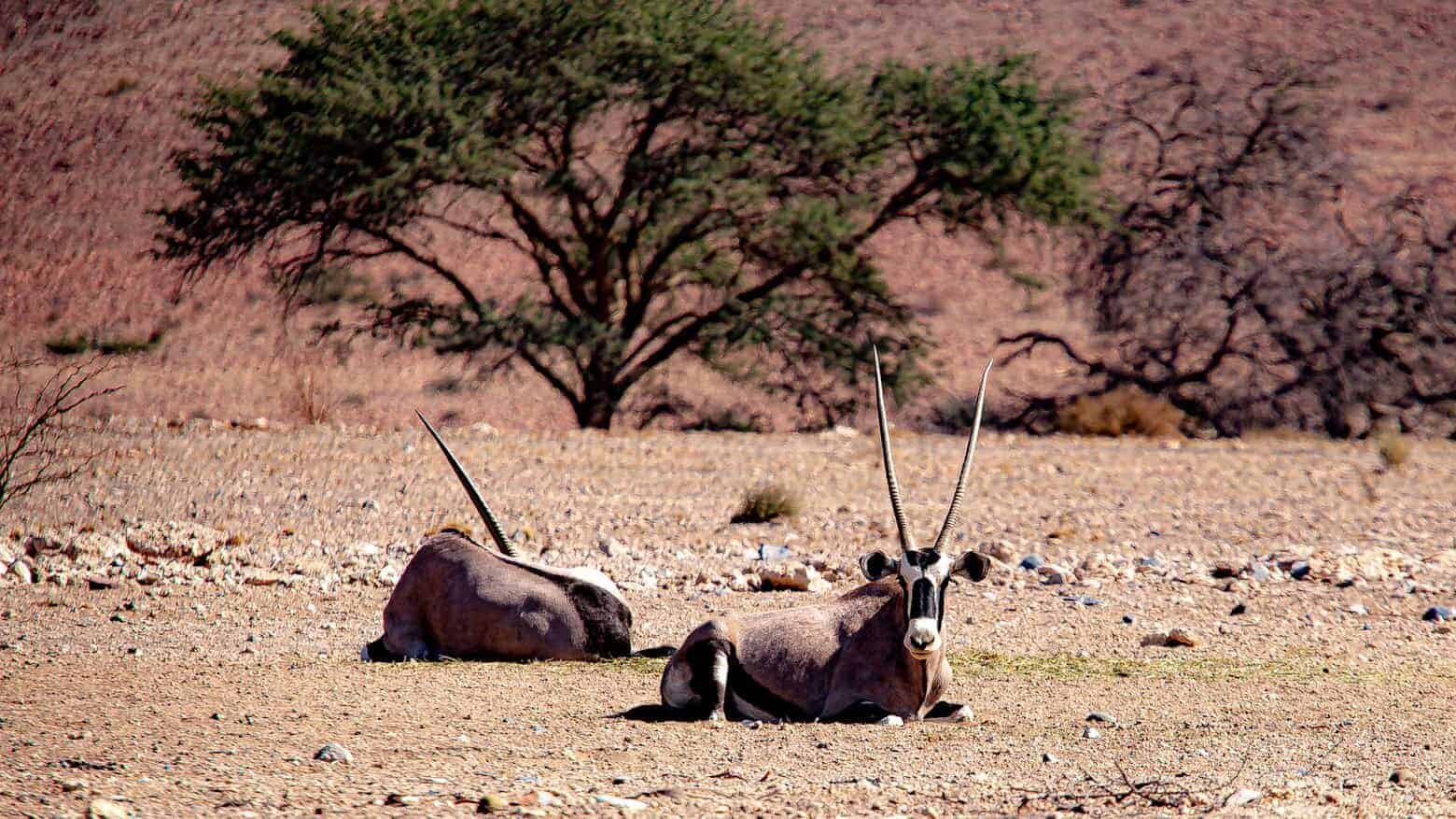 a couple of antelope laying on top of a dirt field