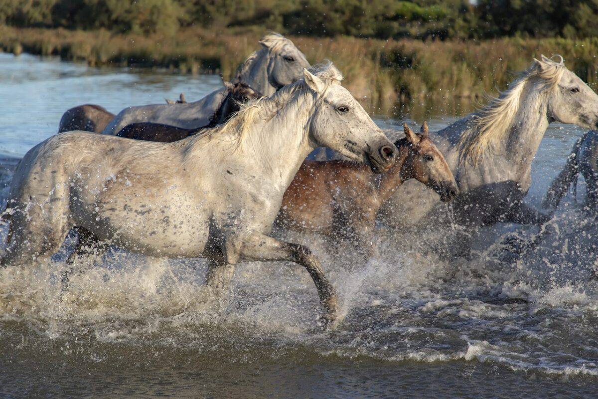 horses, animals, river, running, nature, water, splash, horses, horses, horses, horses, horses, river, running
