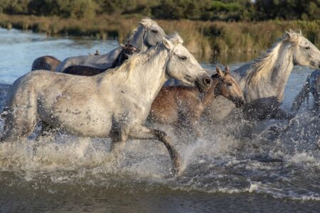 Why Horses Run in Herds – The Science of Their Social Nature