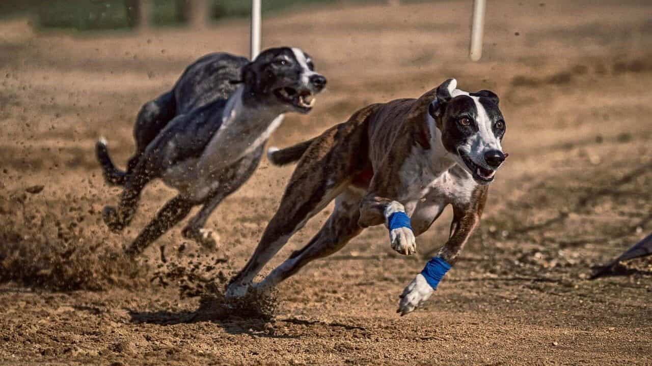 dog, pet, dog racing, greyhounds, run, sports, dog sport, animal, racecourse, rabbit hunting, to hunt, running, greyhound racing, dog run, action