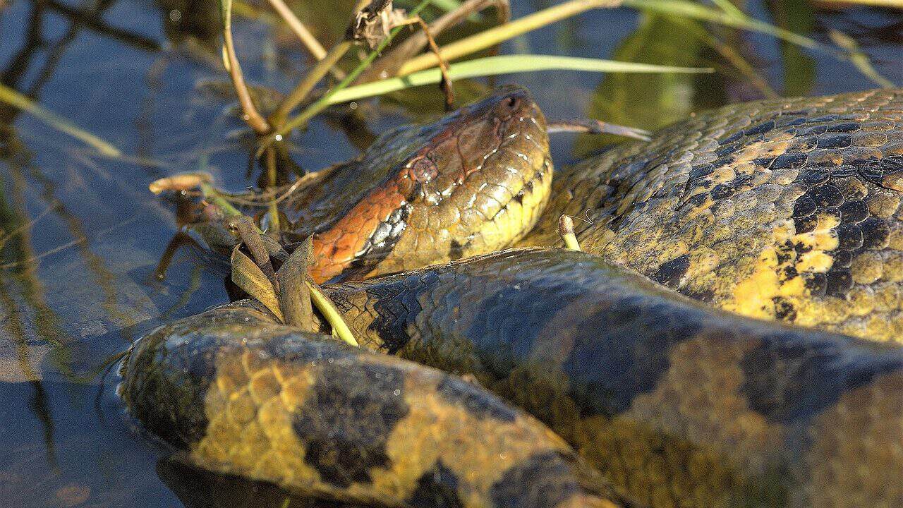 anaconda, nature, snake, reptile, constrictor, dangerous, jungle, predator