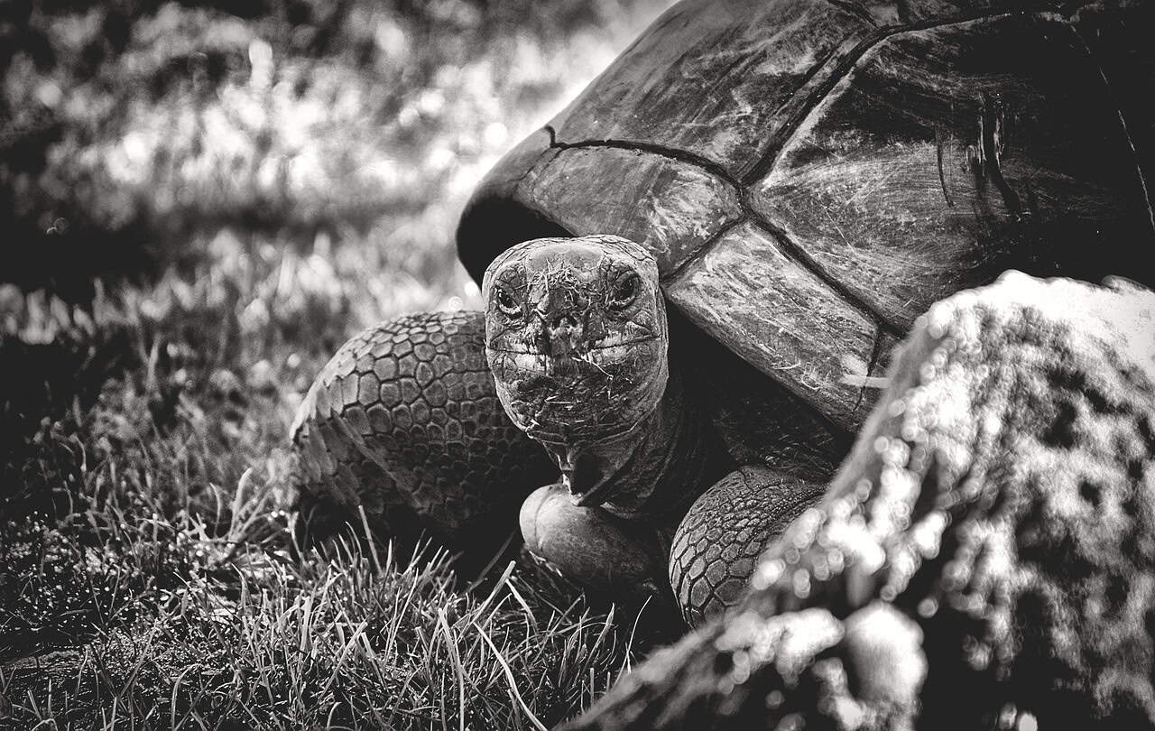 The Challenges of Caring for a 192-Year-Old Tortoise