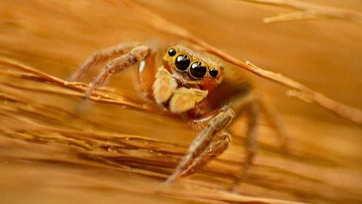 15 Surprising Benefits of Having Spiders Around