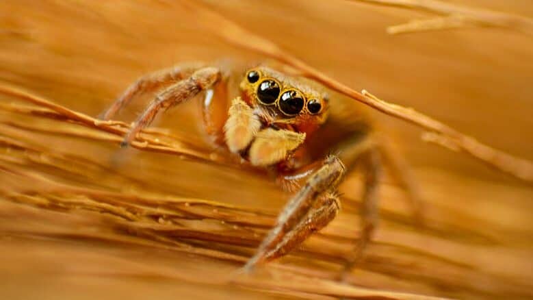 Close-up macro image of a jumping spider with a rich brown background, highlighting its intricate details.