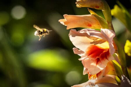 How Bumblebees Use Vibration to Shake Pollen Loose