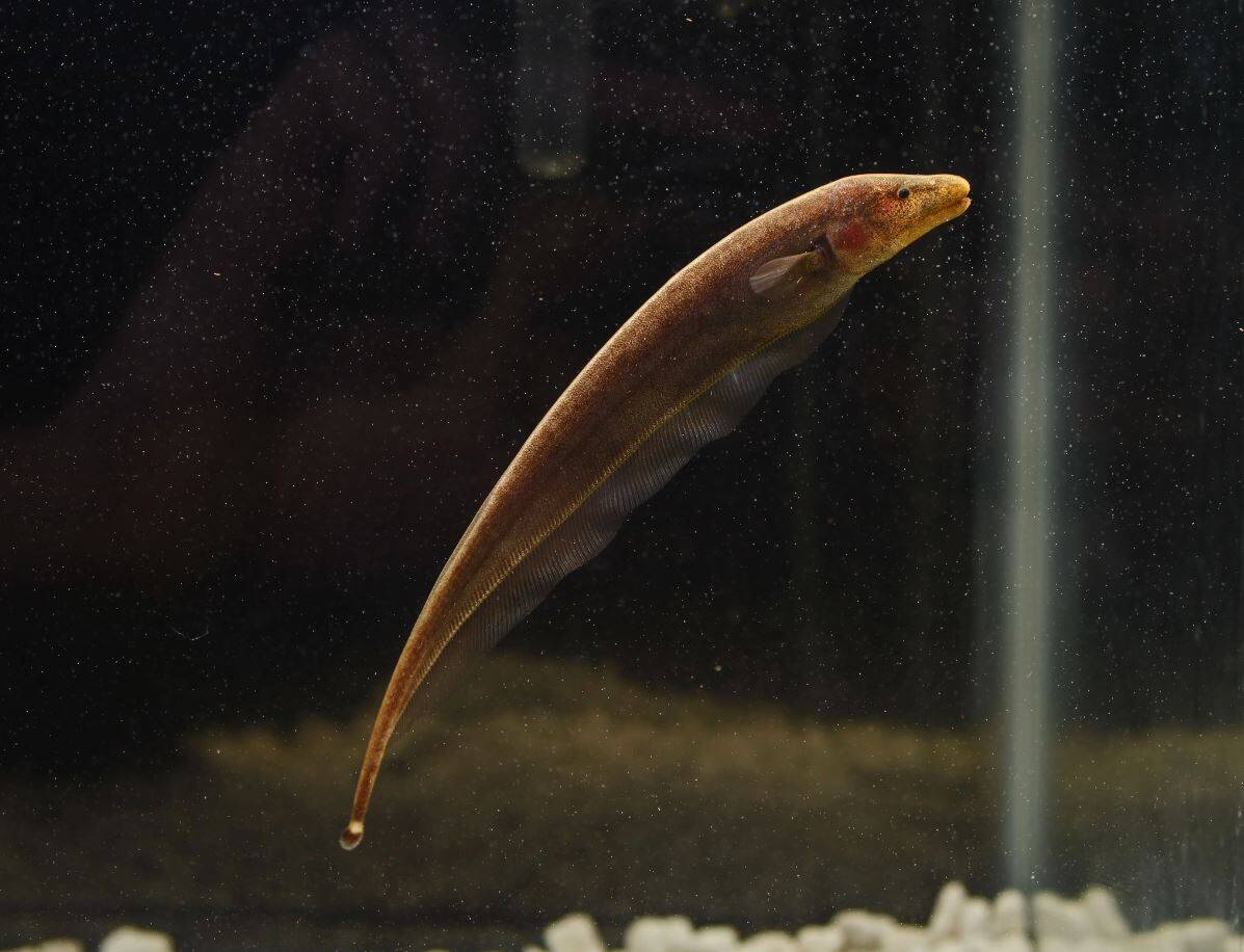 ghost knifefish