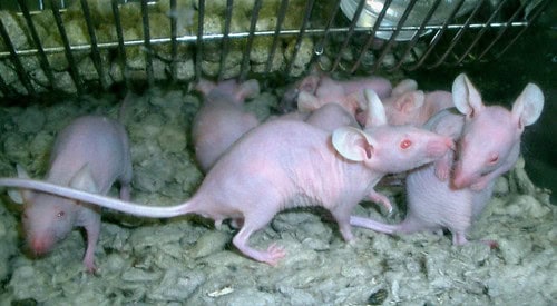 Lab rats