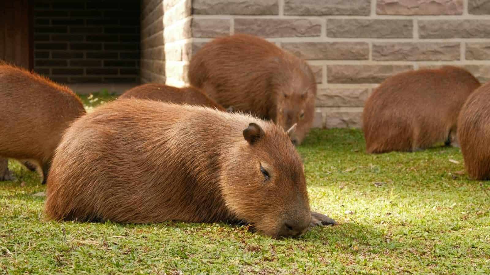 Several capybaras are relaxing on the grass.