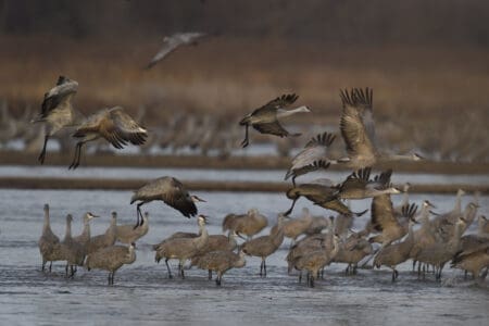 Birds That Migrate Through the Midwest Every Fall