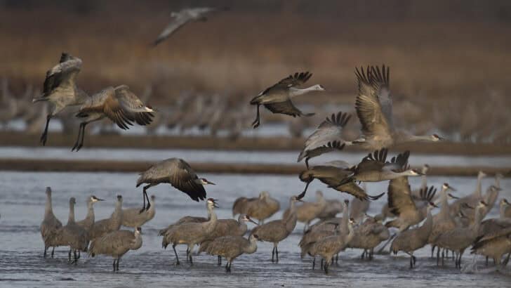 Birds That Migrate Through the Midwest Every Fall