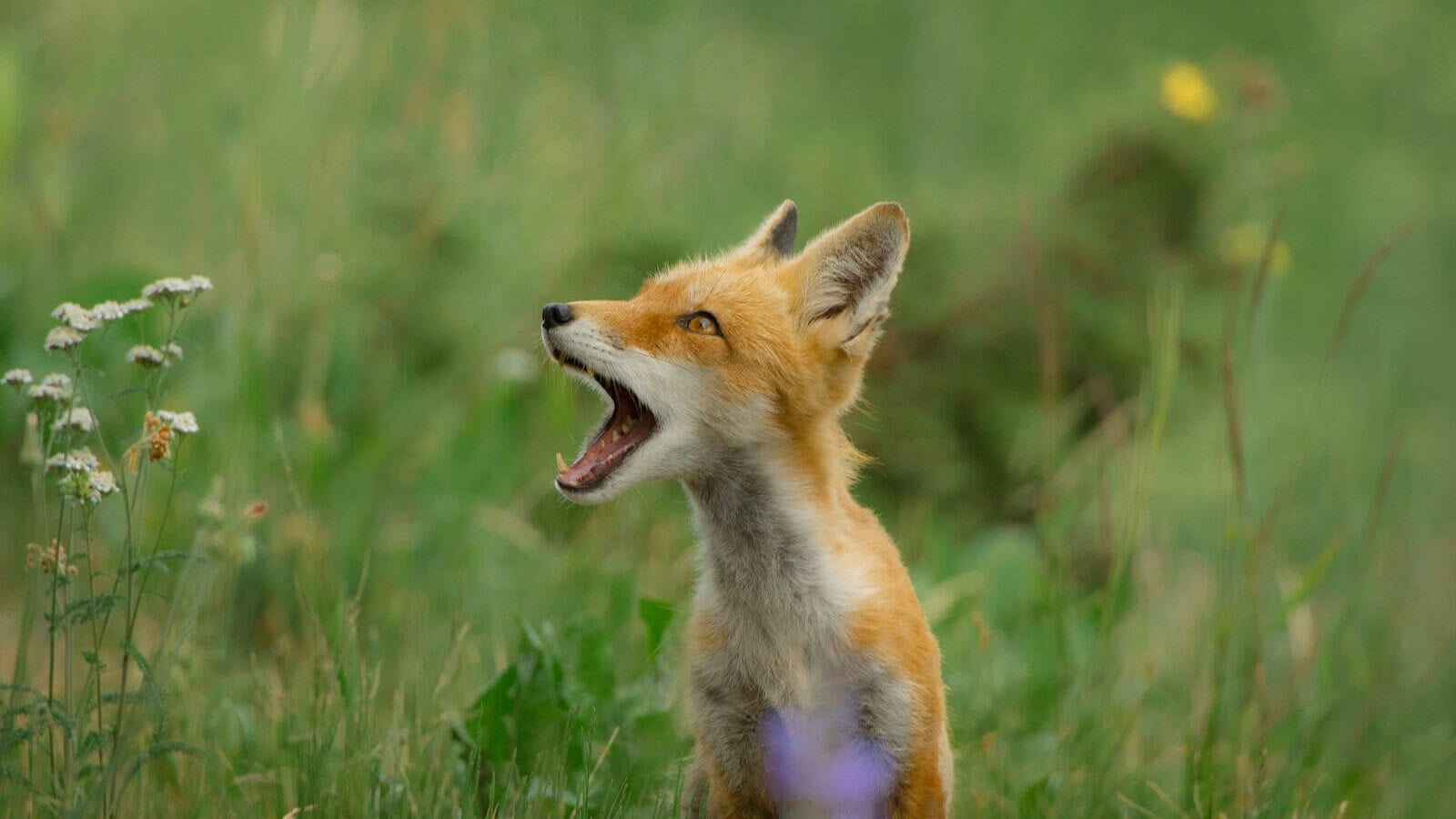 gray fox on forest opening mouth while looking sideways at daytime
