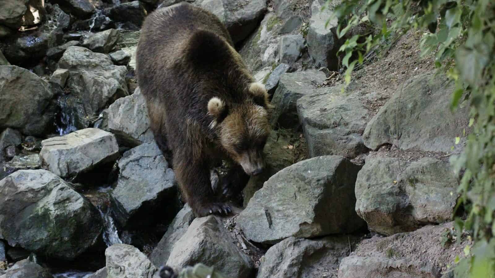brown and black bear
