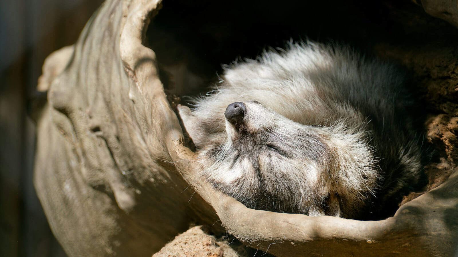 A badger rests comfortably in a log.