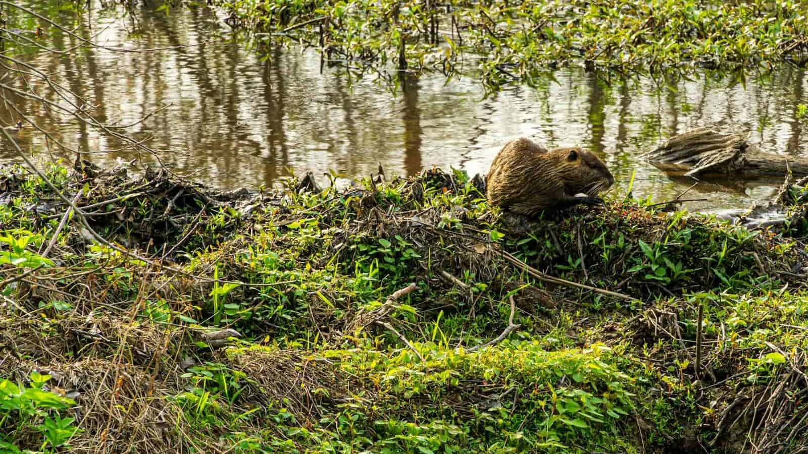 A beaver sits near the water's edge in lush greenery at a wetland area.