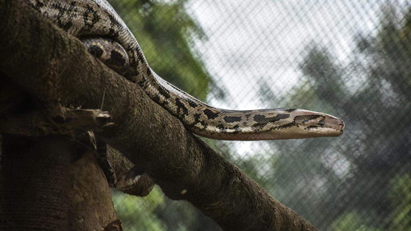 A python rests on a tree branch outdoors in Bhubaneswar, showcasing its patterned scales.