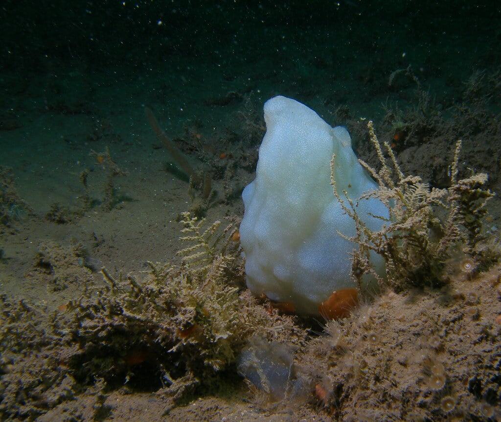 sea squirt