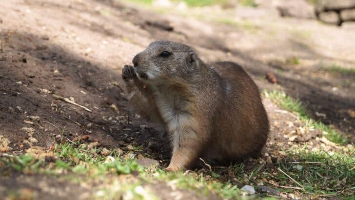Prairie Dogs and Bison: Wildlife of the Tallgrass Prairie