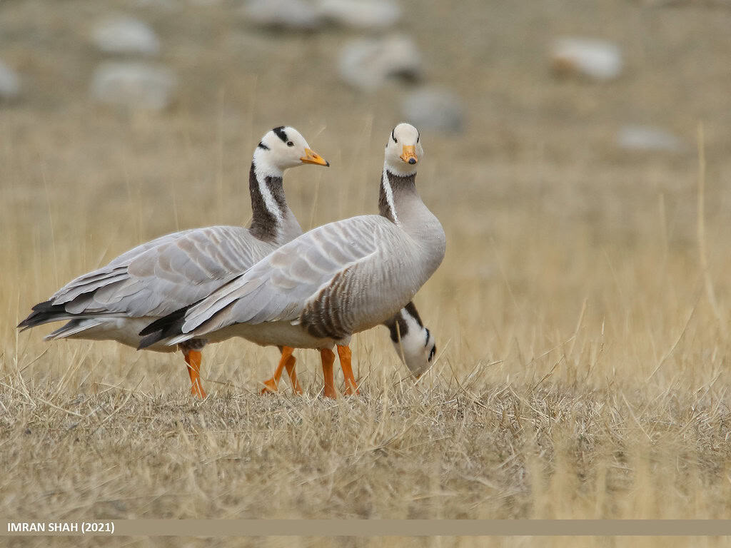 bar-headed goose