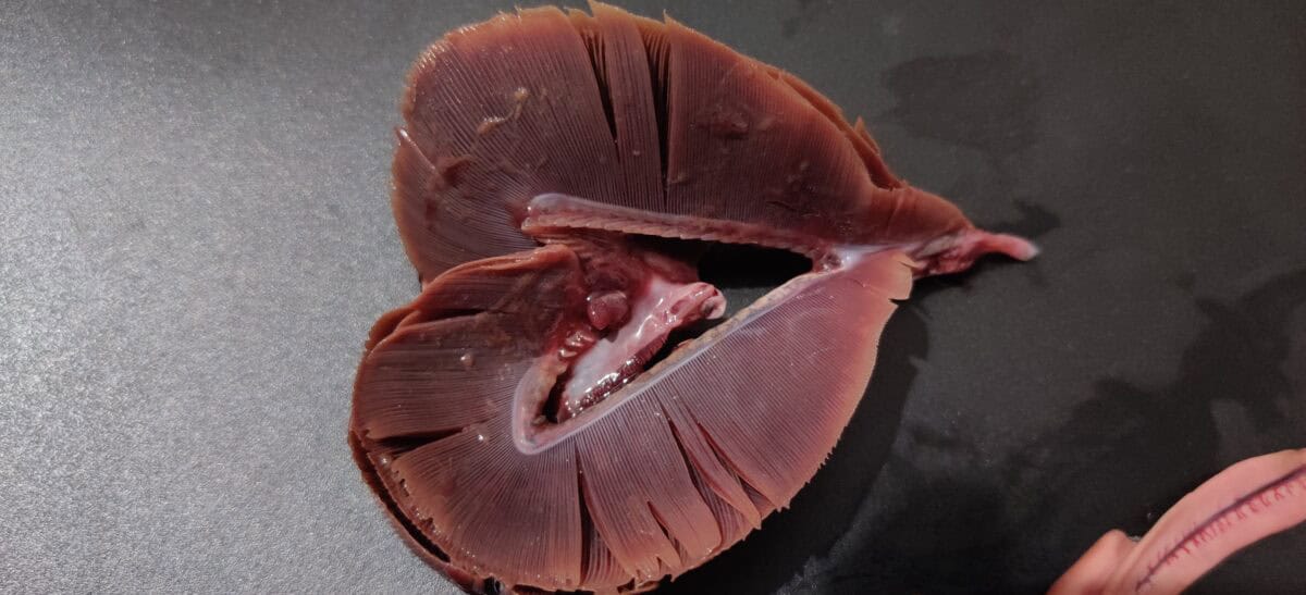 Fish gills