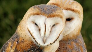 Barn Owl