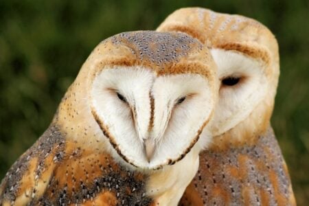 This Nocturnal Predator Has the Sharpest Hearing in the Forest